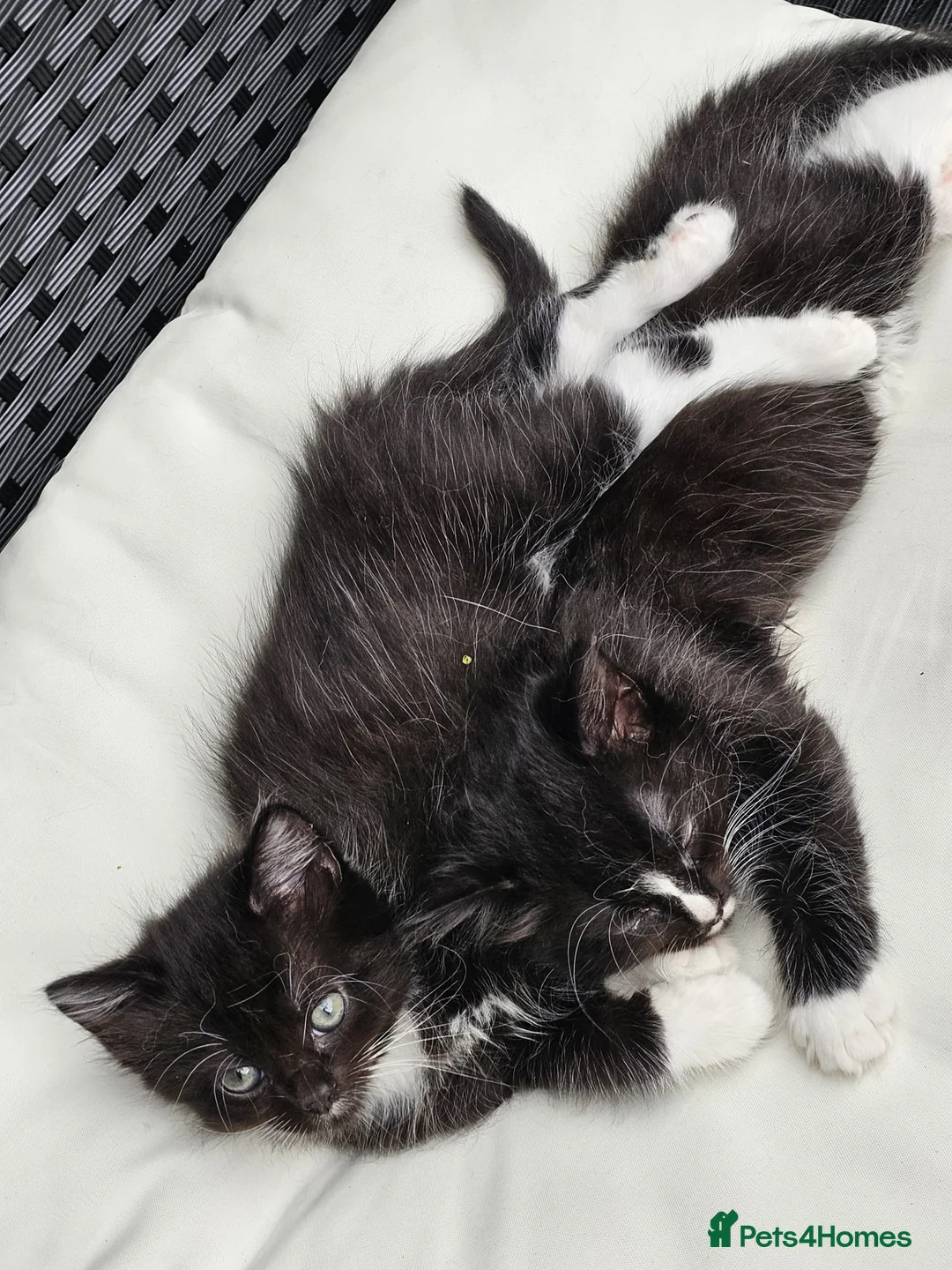 Mixed Breed cats for sale: 2 little Kitten for sale - Advert 2