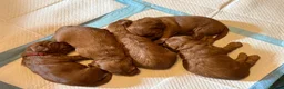 Cockapoo dogs for sale: Beautiful Litter of F1 Toy Cockapoo Puppies - Advert 5