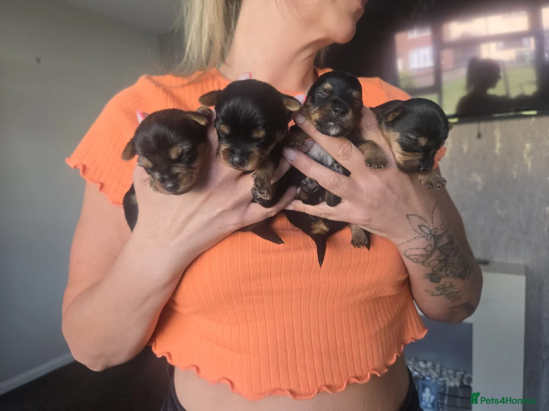 Yorkshire Terrier dogs for sale: Beautiful small Yorkshire terrier puppies - Advert 5