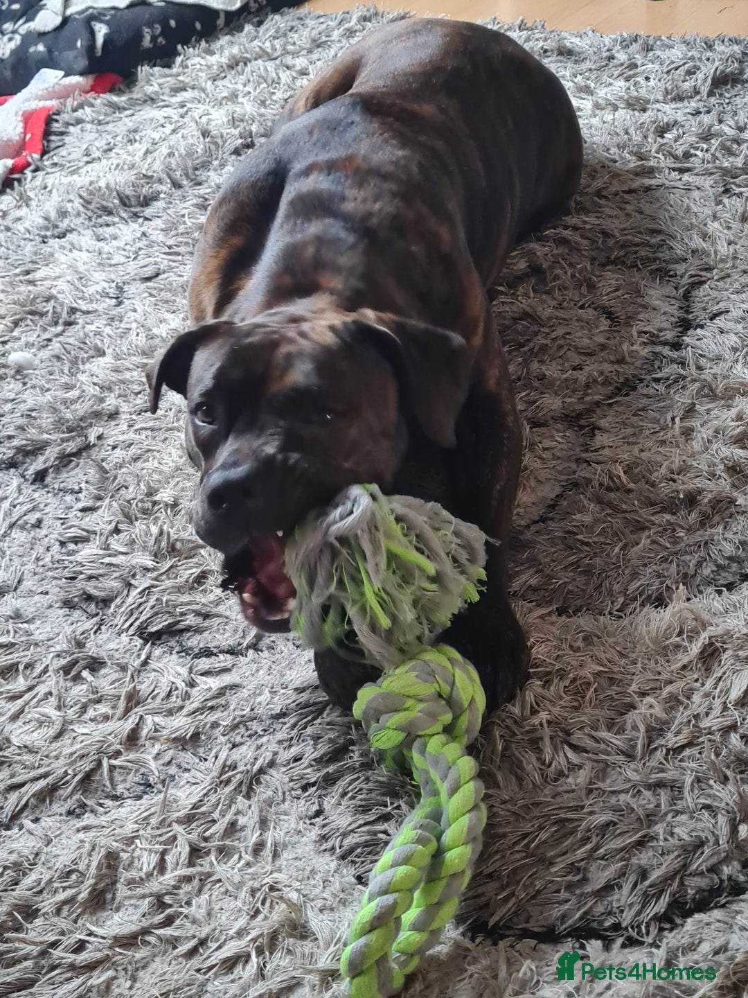 Cane Corso dogs for sale: 2 year old cane coso  - Advert 1