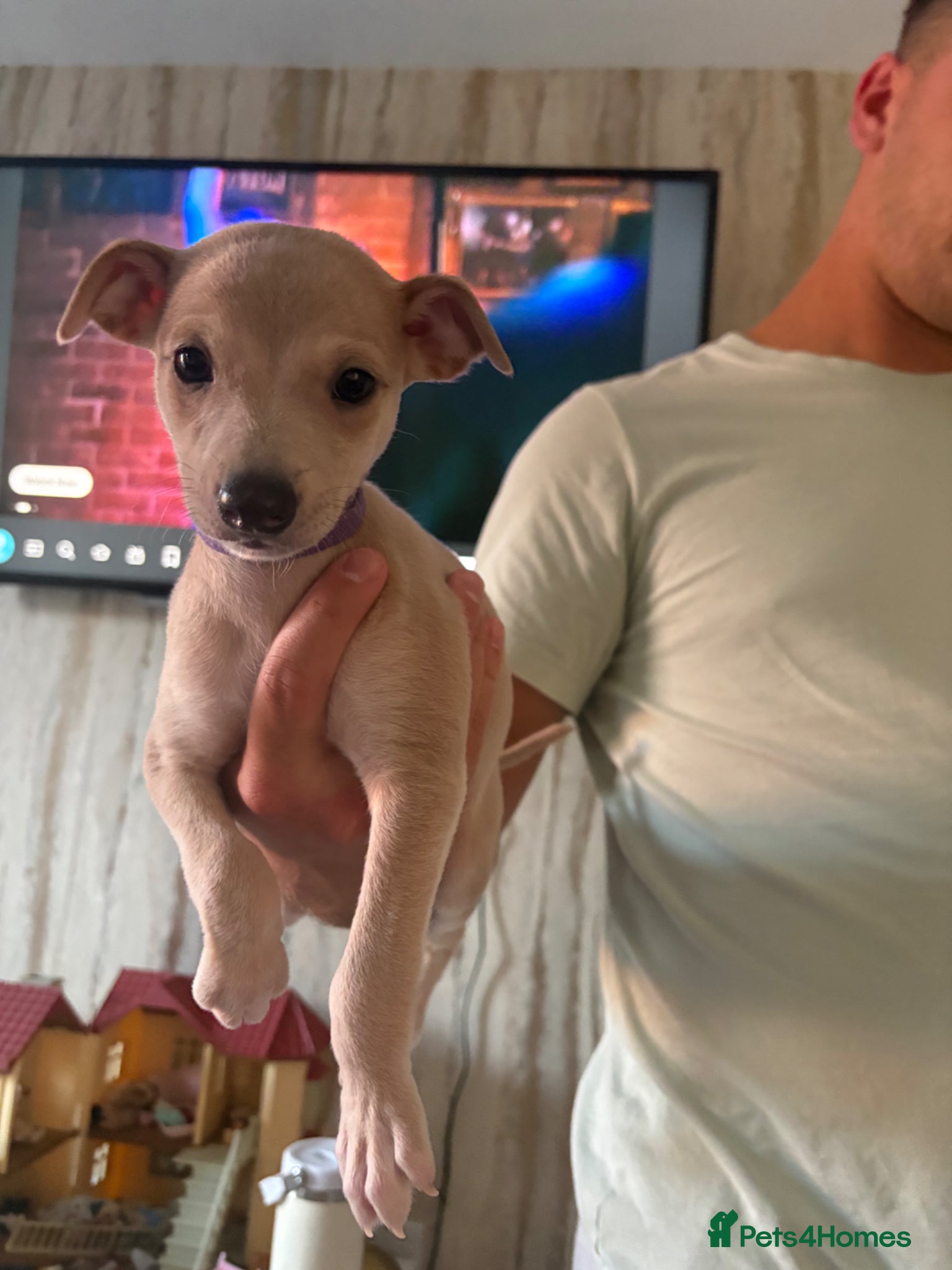 Whippet dogs Kc blue fawn whippet boy  - Advert 1