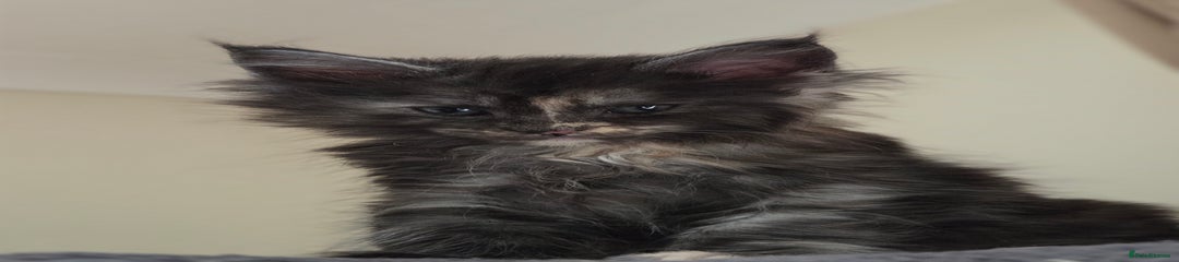 Tortie tabby