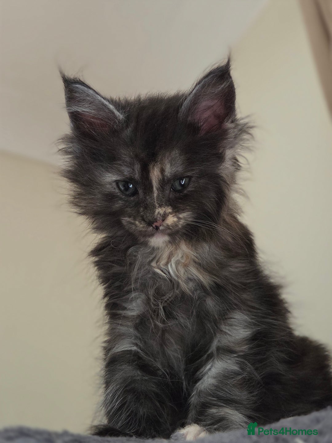 Maine Coon cats for sale: Variety of Maine coon kittens - Image 24