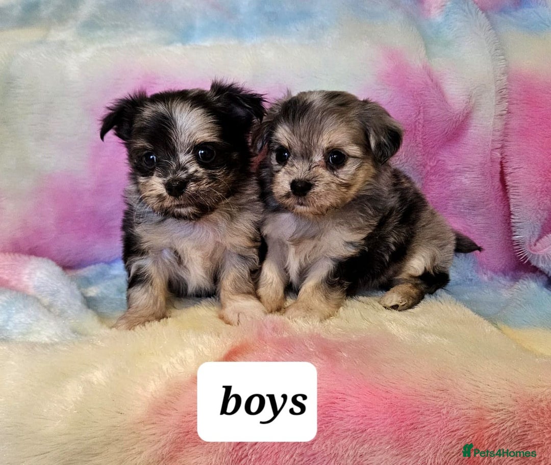 Chihuahua dogs for sale: Fluffy gorgeous chihuahua x Korean maltese  - Image 5