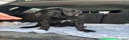 Neapolitan Mastiff dogs for sale: 2 black female Neapolitan mastiff puppies  - Advert 9