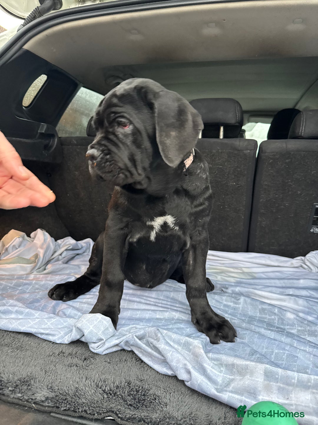 Neapolitan Mastiff dogs for sale: 2 black female Neapolitan mastiff puppies  - Advert 9