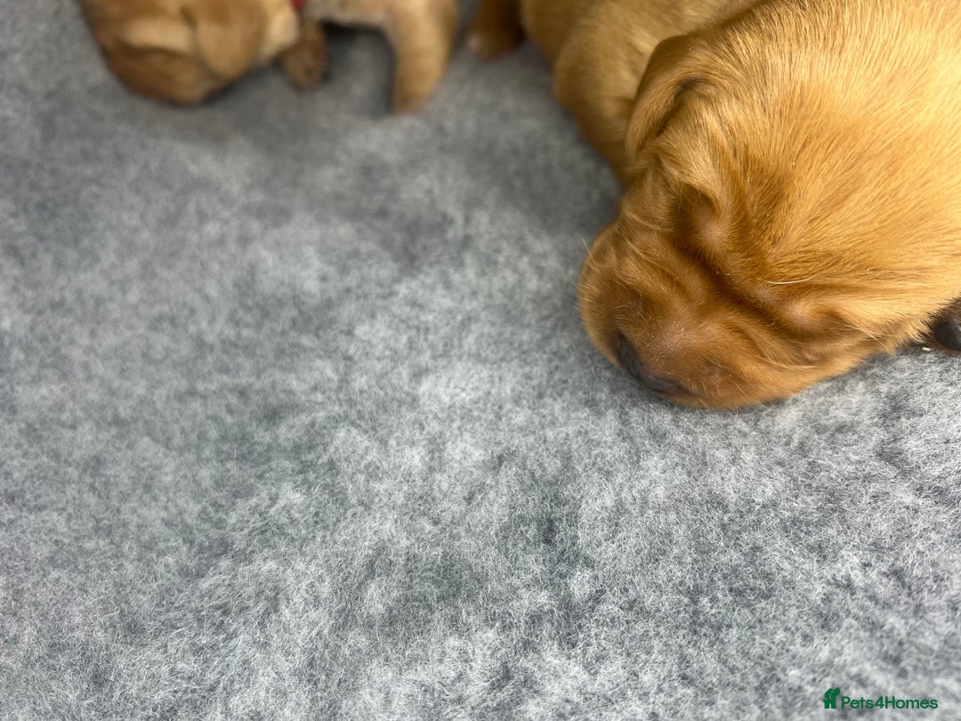 Labrador Retriever dogs for sale: Champion line KC reg dark Red Fox Yellow Labrador  - Advert 14