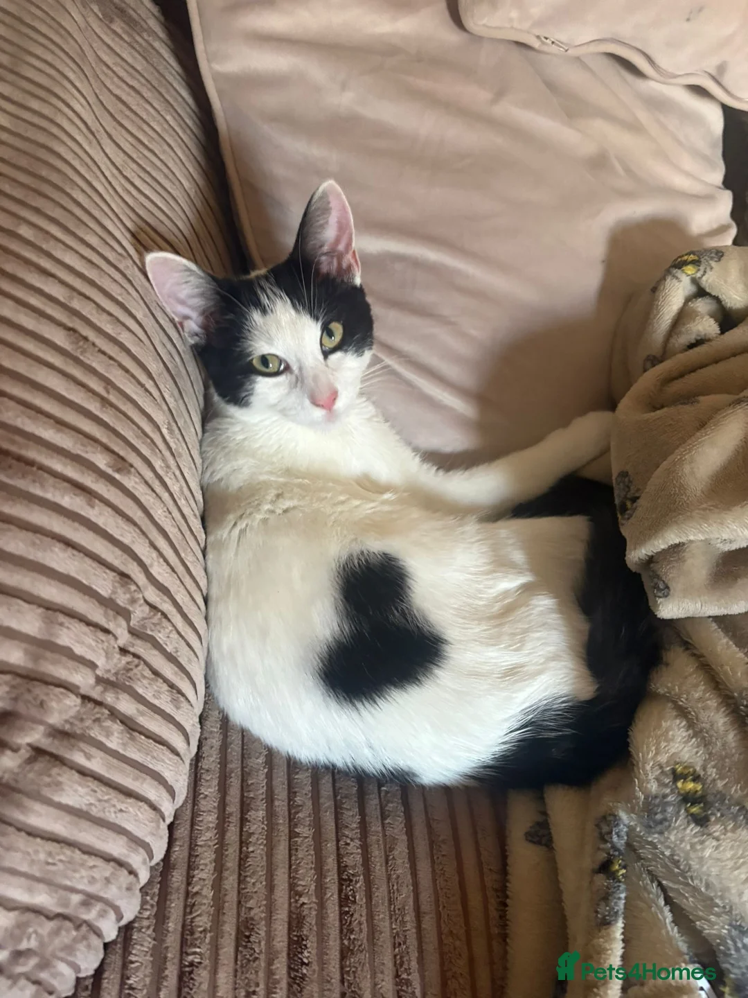 Mixed Breed cats for sale: Babu looking for a forever home - Advert 2