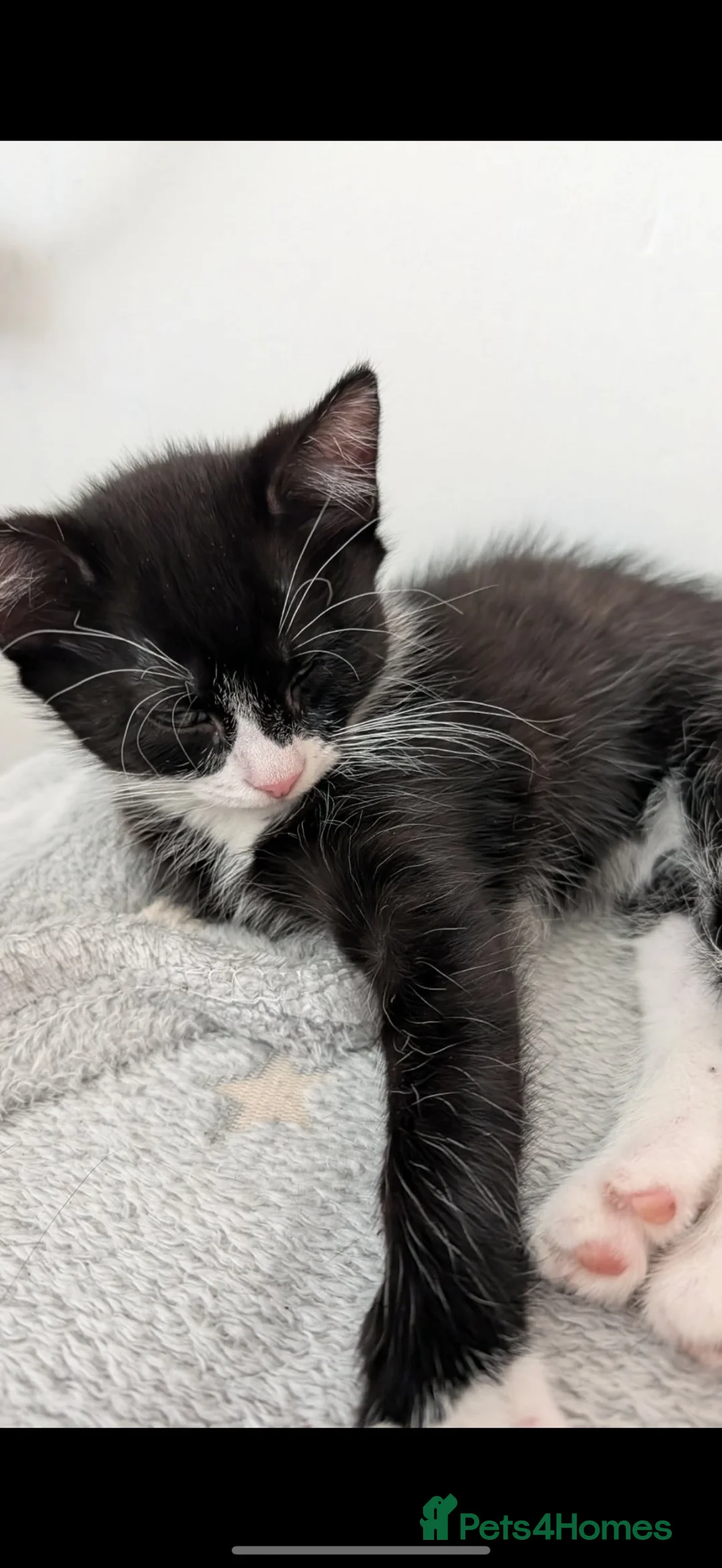 Mixed Breed cats for sale: 2 male kittens available  - Advert 2