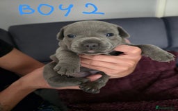 Staffordshire Bull Terrier dogs for sale: Blue Staffies Kc Registered - Image 7