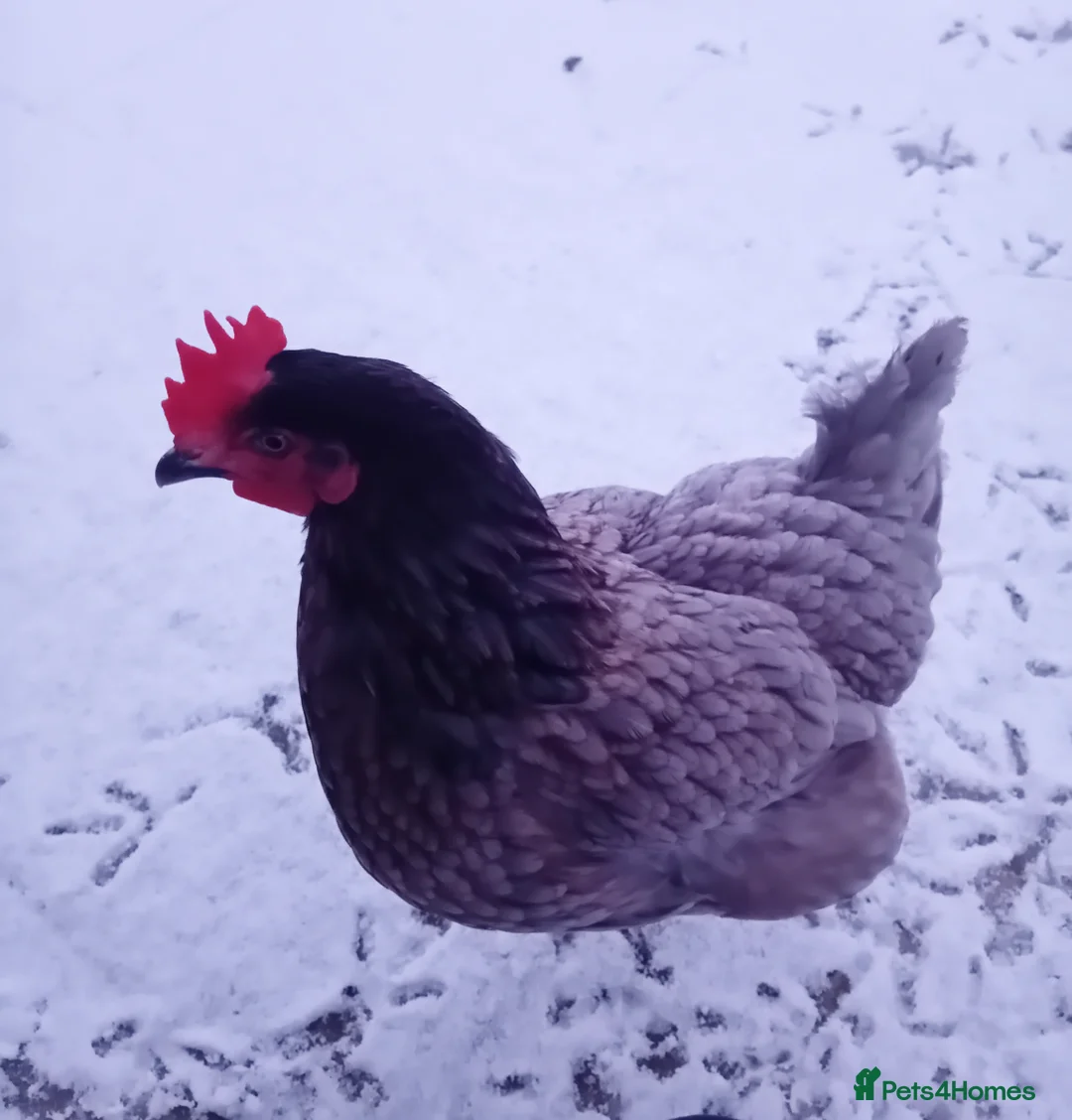 Chickens poultry for sale: Gorgeous Friendly Hens for Sale with Coop - Advert 4