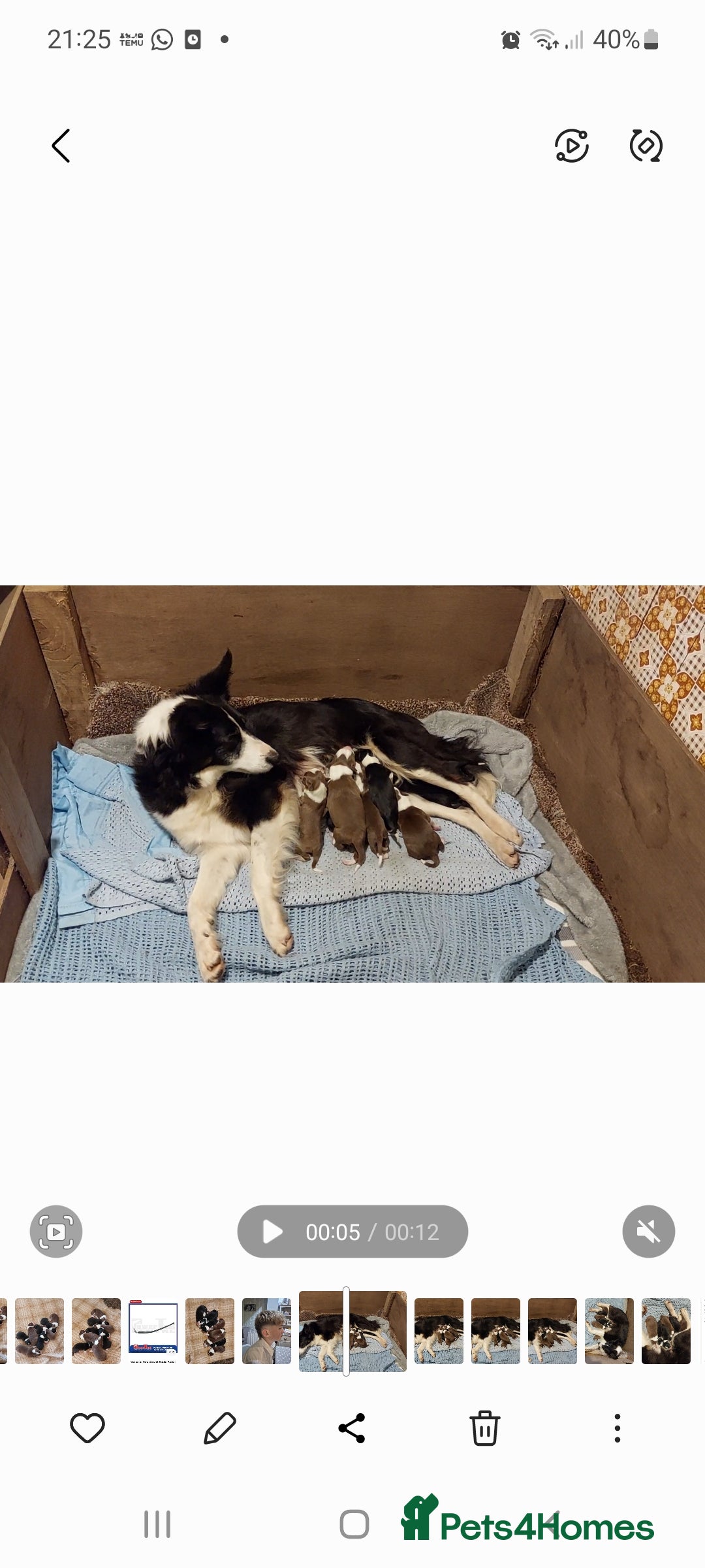 Border Collie dogs for sale: Border collie puppies  - Advert 2