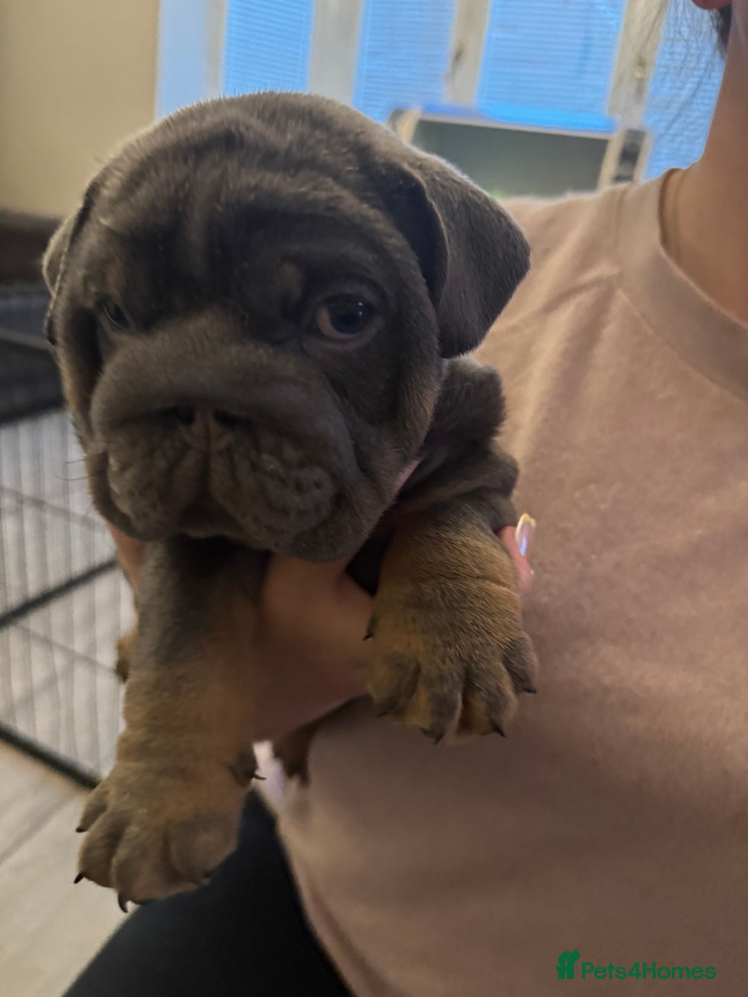 English Bulldog dogs for sale: Bettie & 007 babies short compact   - Image 7