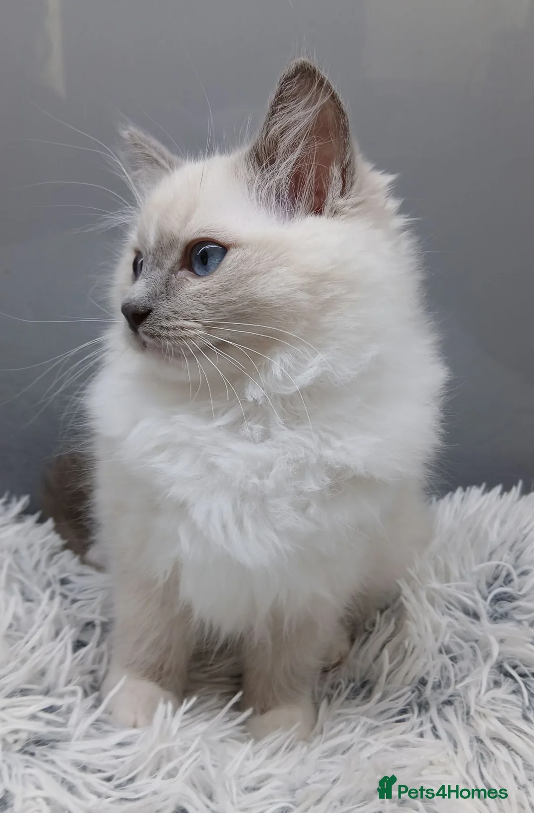 Ragdoll cats for sale: Ragdall Gccf ChampionBloodlines DNA TESTED - Advert 2