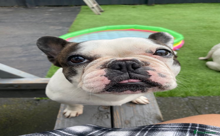 French Bulldog dogs - Advert 2