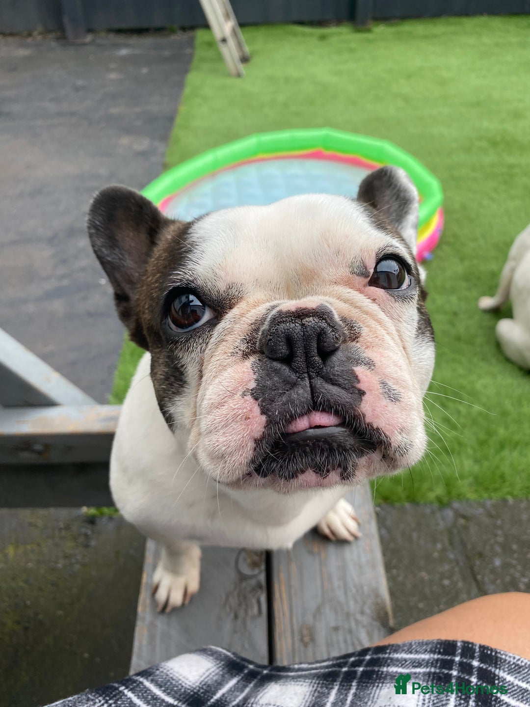 French Bulldog dogs for sale: 💕Beautiful Bella- Ready for her forever home💕 - Image 1