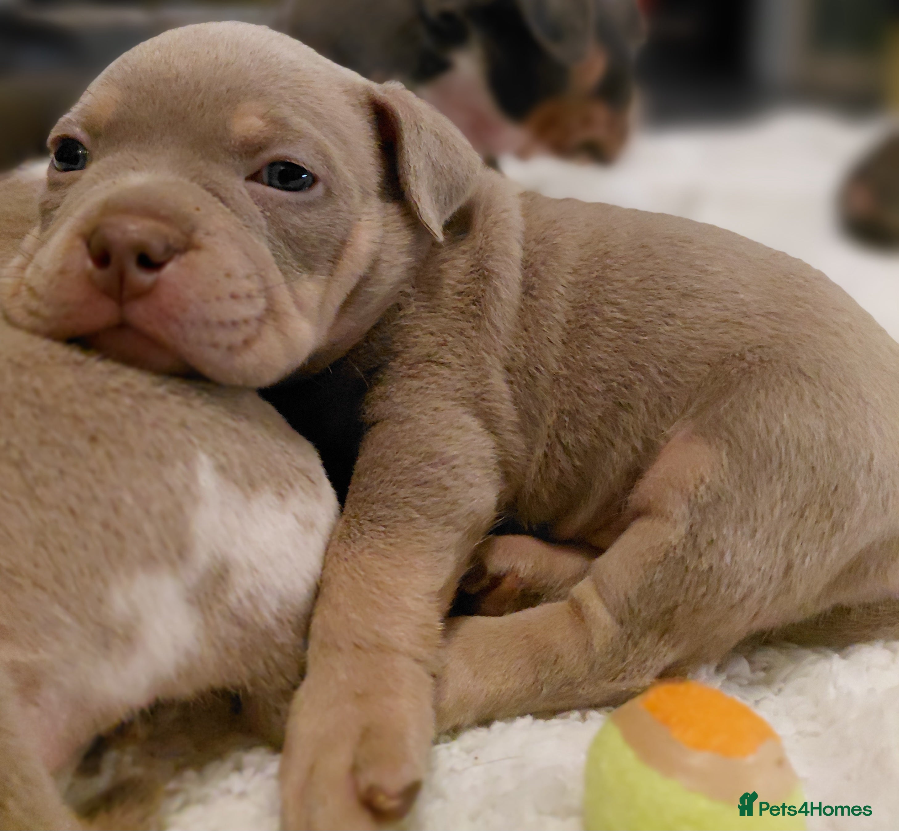 American Bully dogs LAST GIRL LEFT READY 19TH ABKC REG - Advert 17