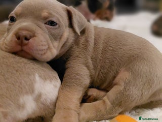 American Bully dogs ABKC POCKET BULLY PUPPIES - Advert 8