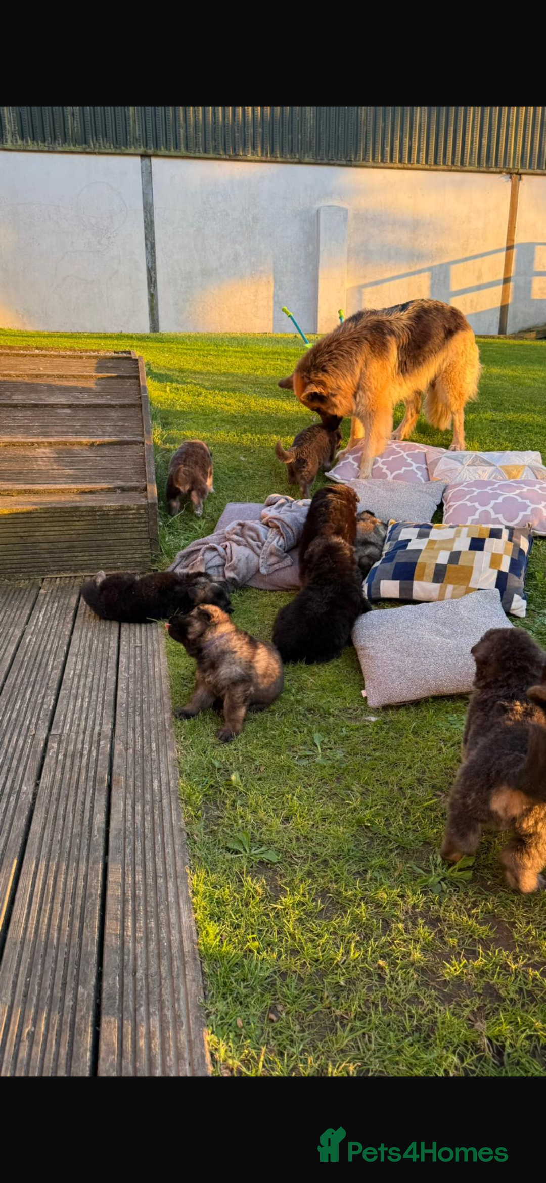 German Shepherd dogs for sale: 8 beautiful long haired German shepherd puppies  - Image 15