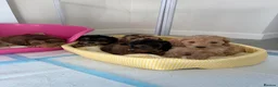 Cockapoo dogs for sale: Stunning sable cockerpoos  - Advert 7
