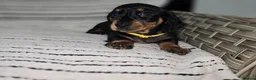 Dachshund dogs for sale: 7 adorable mini smooth dachshund PRA clear Ready  in Ilminster - Advert 26