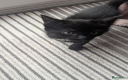 Mixed Breed cats for sale: **2 kittens left*** Beautiful litter - Image 8