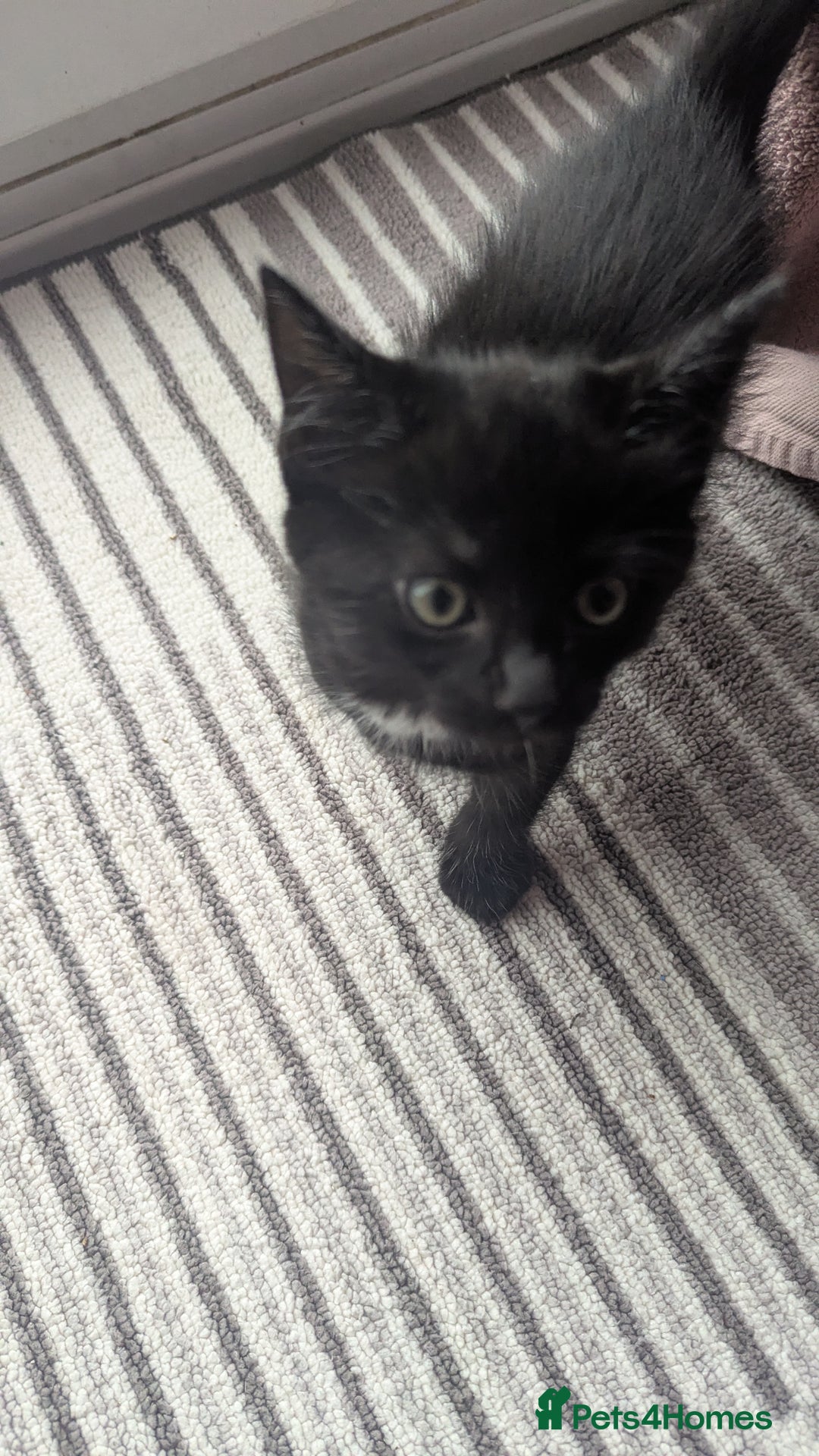 Mixed Breed cats for sale: **2 kittens left*** Beautiful litter - Image 8