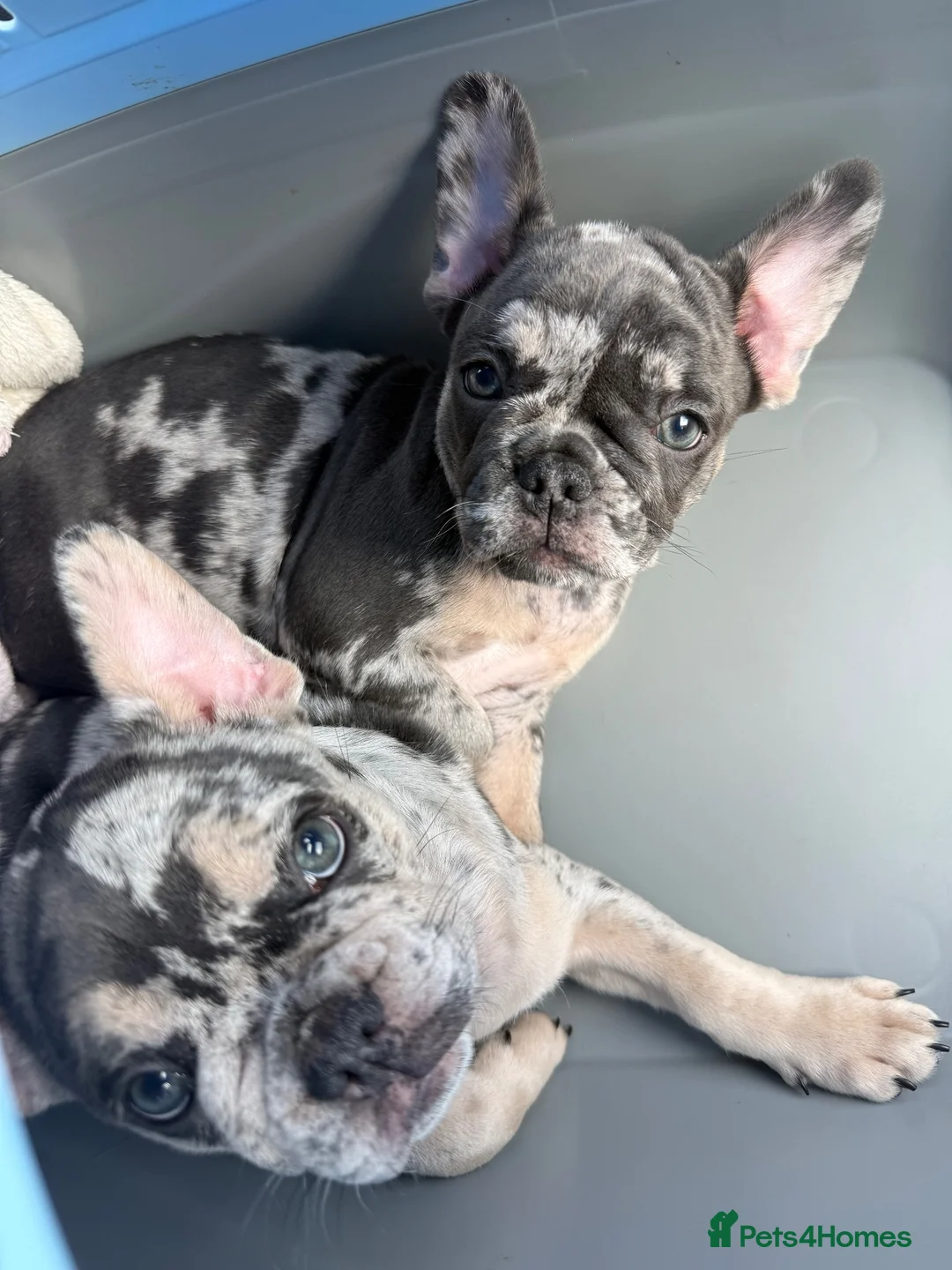 French Bulldog dogs for sale: Happy & Healthy French Bulldog puppies, two girls! - Advert 1