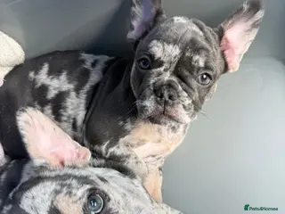 French Bulldog dogs *TWO REMAINING GIRLS* Confident French Bulldog - Advert 1