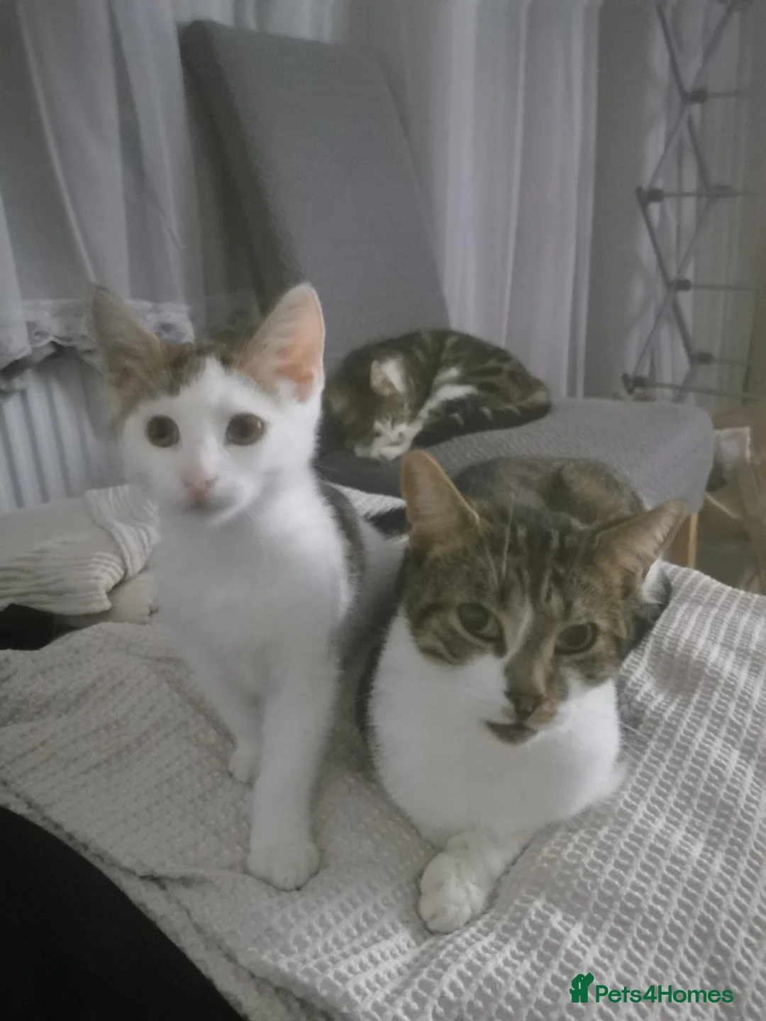 Mixed Breed cats for sale: Fluffy kitten - Advert 2