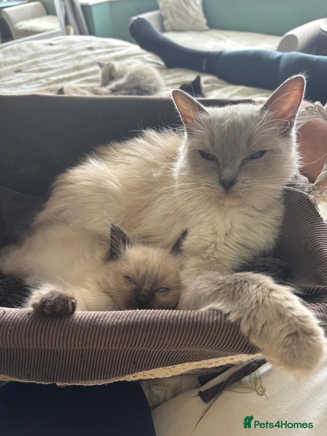 Ragdoll cats for sale: Ragdoll boys  - Advert 1