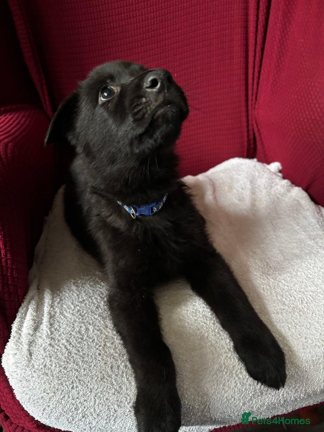 German Shepherd dogs for sale: Beautiful Black German Shepherd Puppies - Image 7