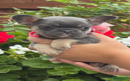 French Bulldog dogs for sale: Beautiful fluffy/ fluffy carrier Frenchie pups  - Image 17
