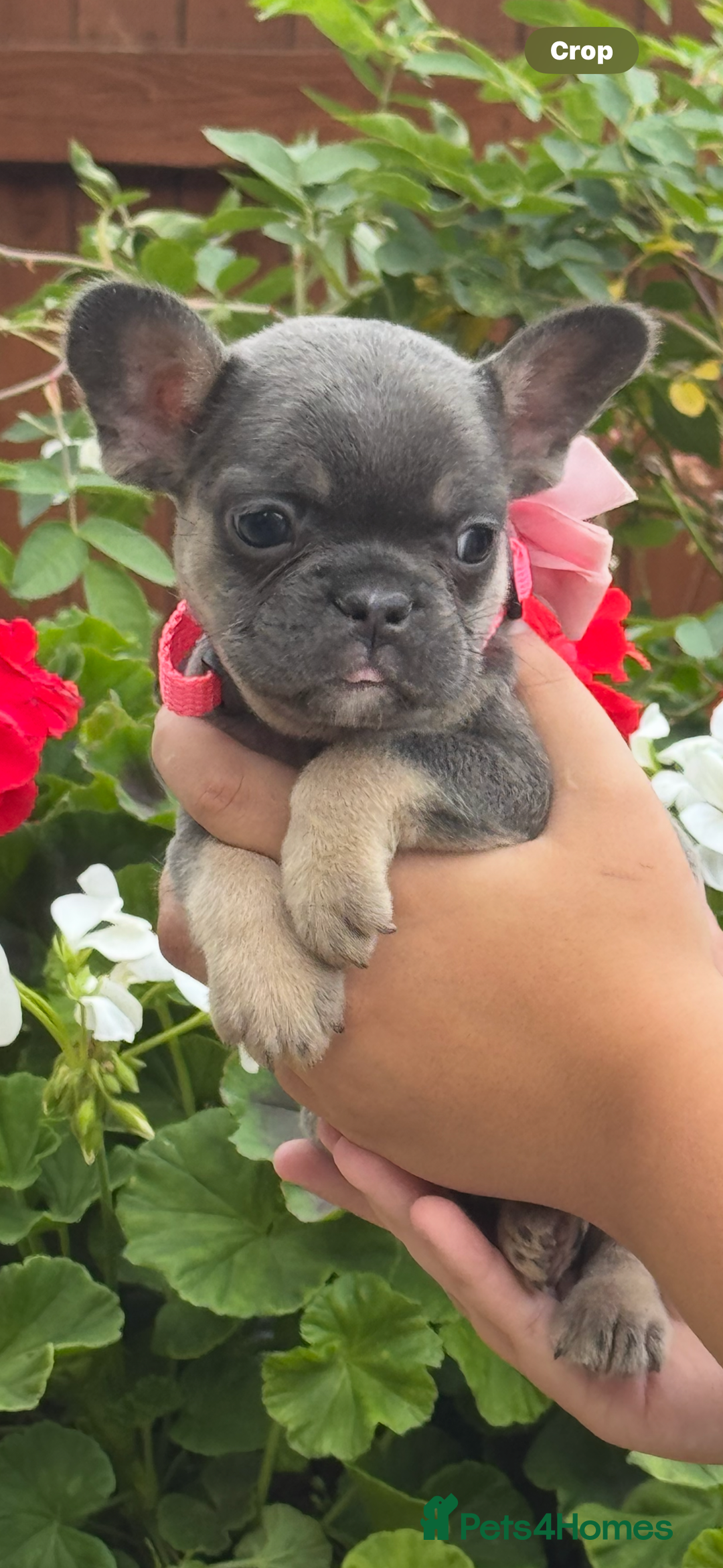 French Bulldog dogs for sale: Beautiful fluffy/ fluffy carrier Frenchie pups  - Image 17