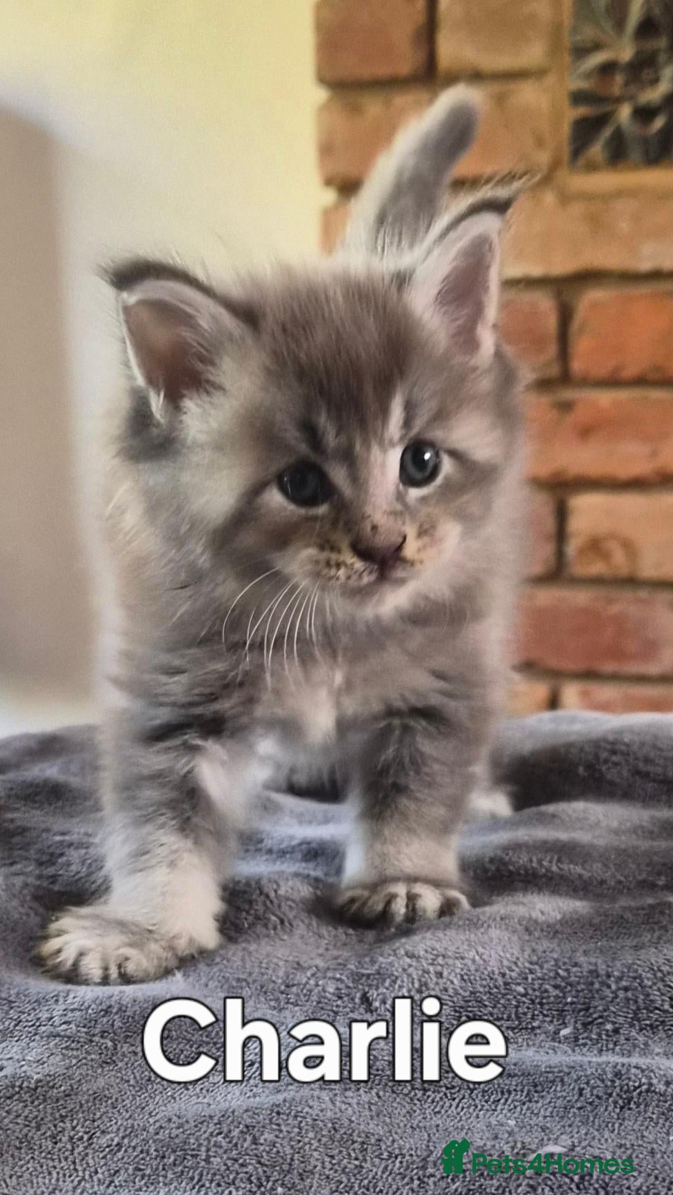 Maine Coon cats Maine coon pedigree kittens  - Advert 6