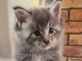 Maine Coon cats Maine coon pedigree kittens - Advert 6