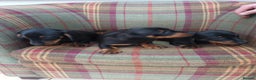 Miniature Dachshund dogs for sale: Black and Tan Miniature Dachshund Puppies 3 Boys - Advert 23