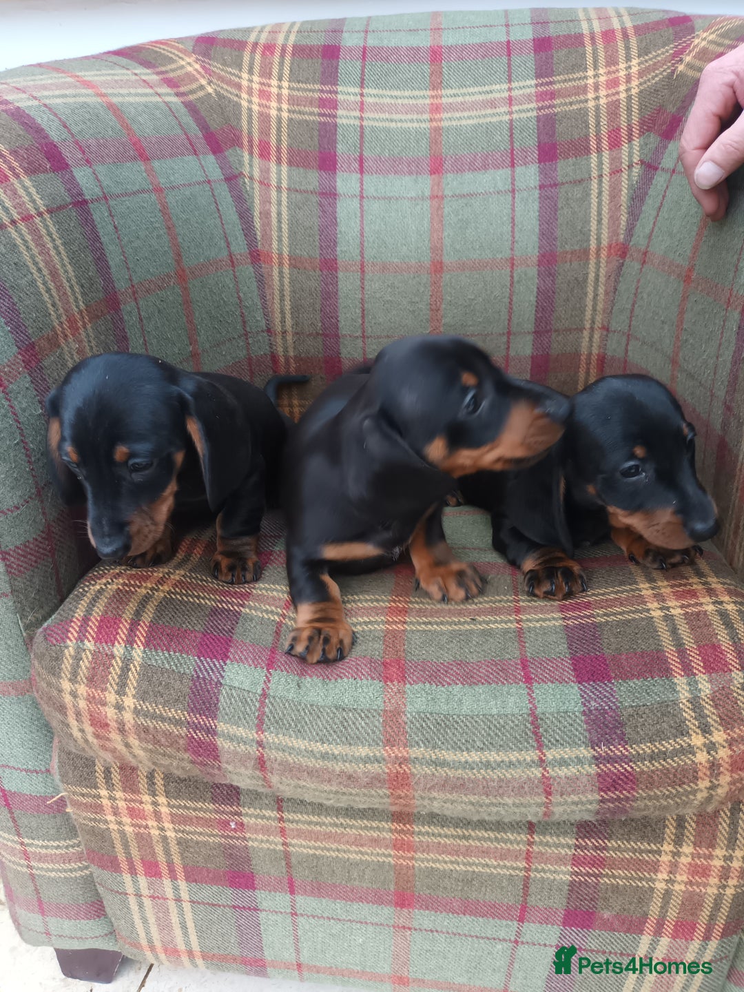 Miniature Dachshund dogs for sale: Black and Tan Miniature Dachshund Puppies 3 Boys - Advert 23