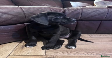 Mixed Breed dogs - Advert 3
