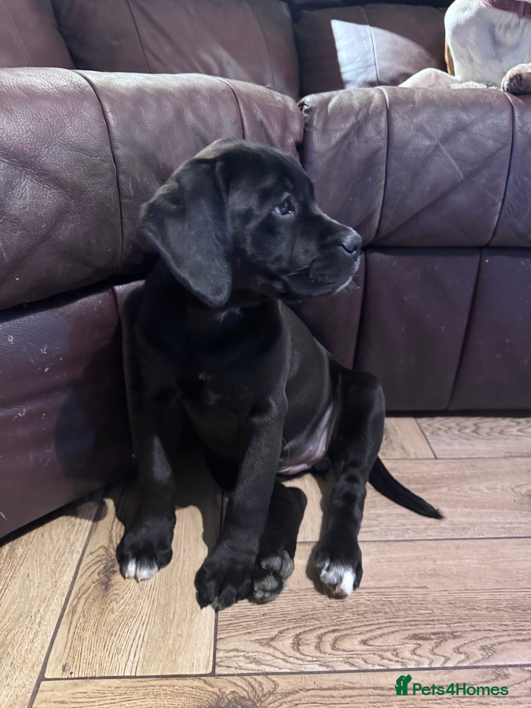 Mixed Breed dogs for sale: Boxador puppies for sale  - Image 3