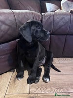 Mixed Breed dogs - Advert 8