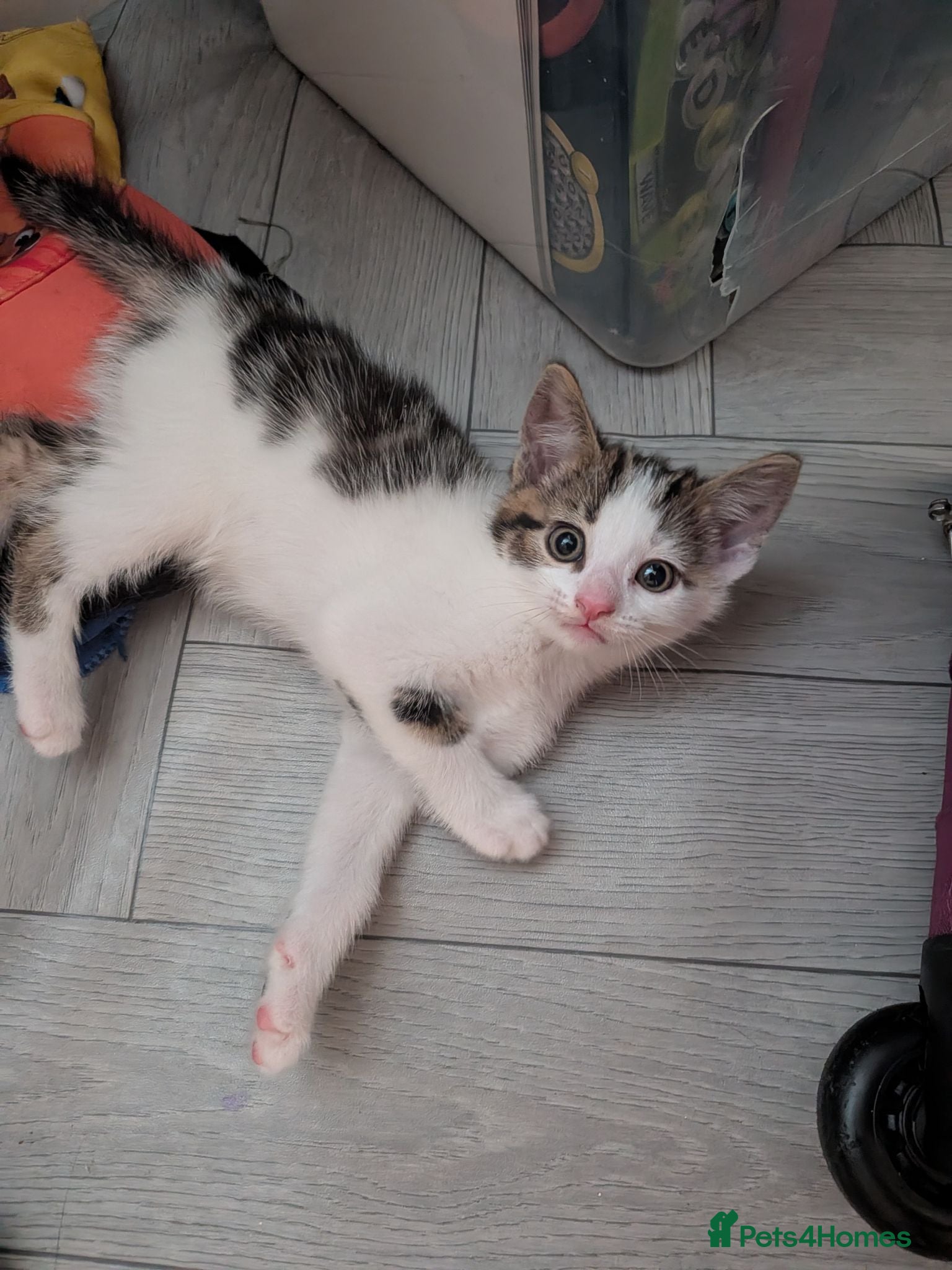 Mixed Breed cats White and tabby male kitten - Advert 1