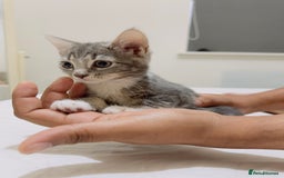 Mixed Breed cats for sale: Kittens ready to go - Image 8