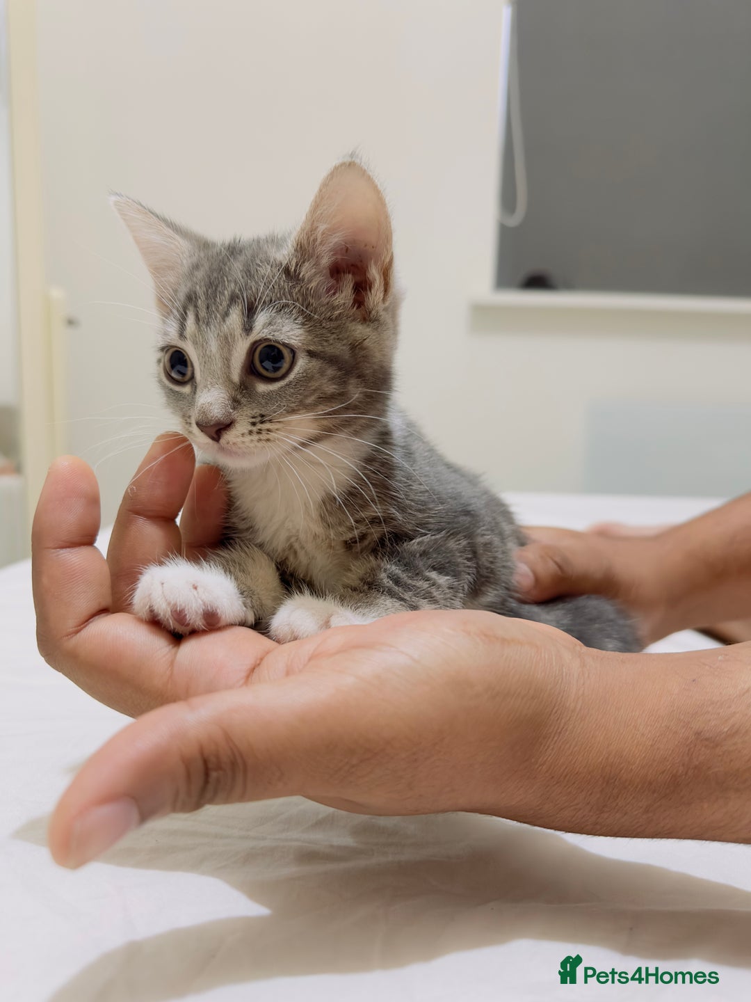 Mixed Breed cats for sale: Kittens ready to go - Image 8