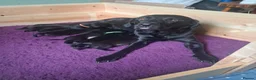 Labrador Retriever dogs for sale: Beautiful Working Black Labrador Puppies For Sale in Chesterfield - Advert 1