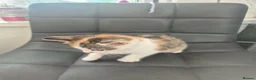 Mixed Breed cats for sale: Lovely kittens for good homes - Advert 9