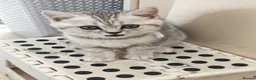British Shorthair cats for sale: 🐾 Exceptional GCCF British Shorthair Kittens 🐾 - Advert 9