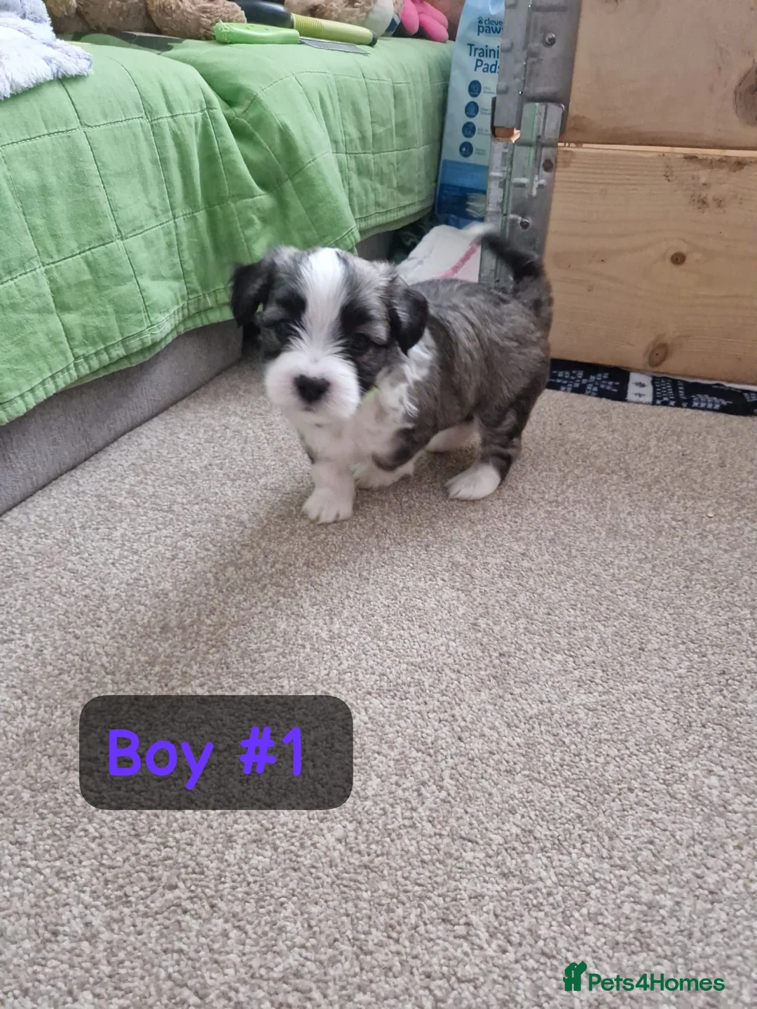 Bichon Frise dogs for sale: 3 bichions for sale - Advert 14