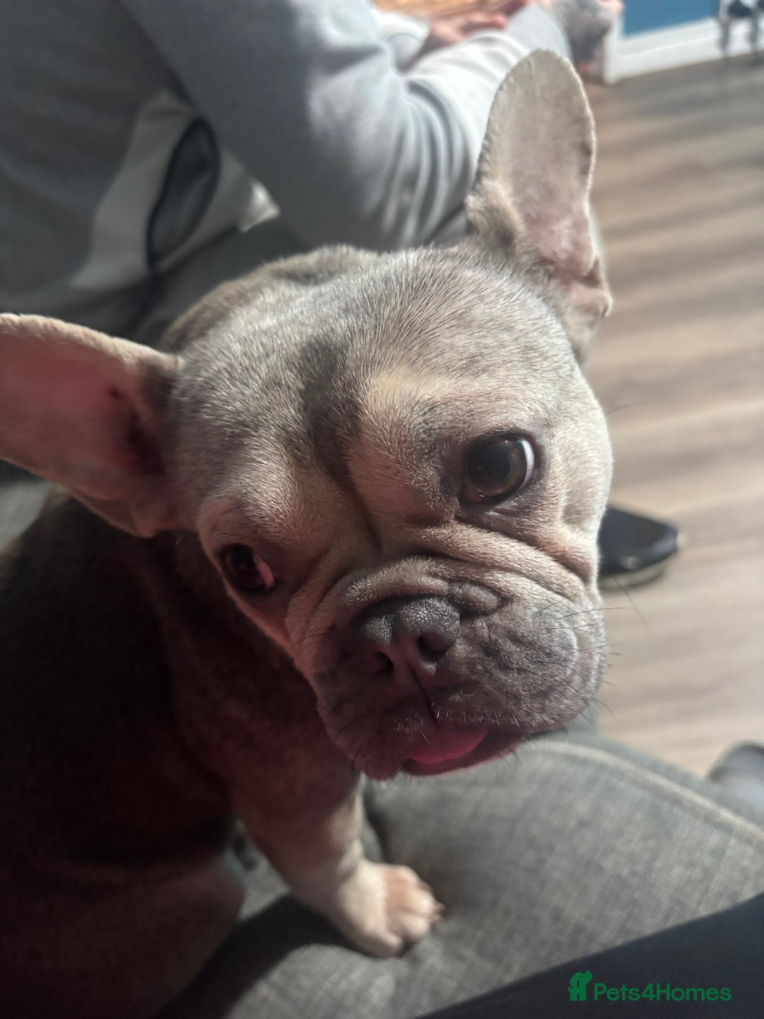 French Bulldog dogs for sale: French bulldog puppys - Advert 1