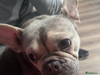 French Bulldog dogs French bulldog puppys - Advert 1